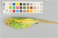 藏品(虎皮鸚鵡)的圖片